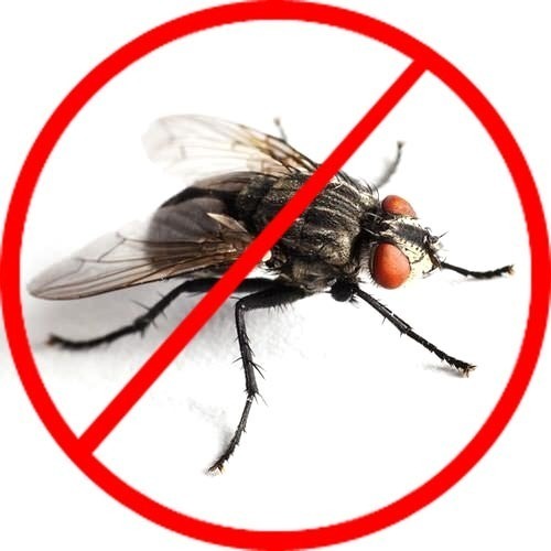 House Fly Pest Control Service By PSDA PEST CONTROL