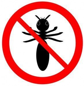 Termite Control Service