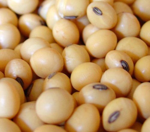 Soybean Seeds