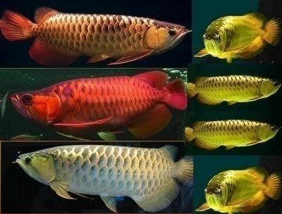 Arowana Fishes