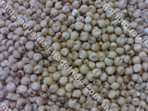 Sorghum White