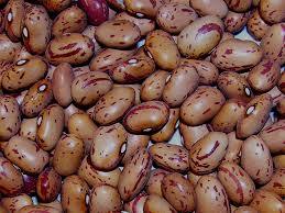Soya Bean Seeds