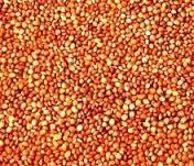 Sudan Seeds