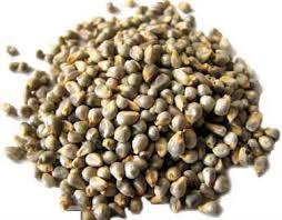 Green Millet