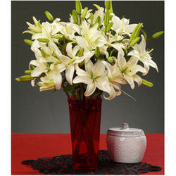 Asiatic Lilies