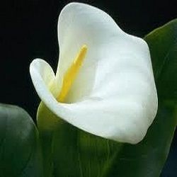 Cala Lilly