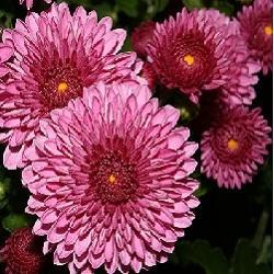 Chrysanthemum Flower