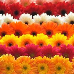 Fiber Fresh Gerbera Flowers