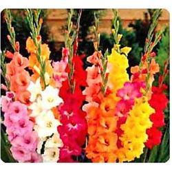 Gladiolus Flowers - Freshly Cultivated