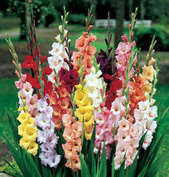 Gladiolus Flowers