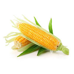 Sweet Corn - Nutrient-Rich, Packed and Loose Varieties, High in Amino Acids and Vitamins