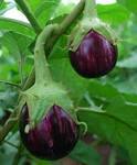 Brinjals