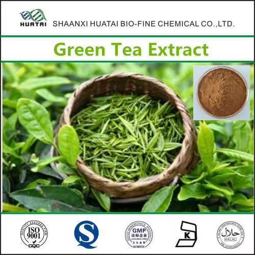 Green Tea Extract Powder for Weight Loss