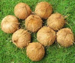 भूसा हुआ नारियल