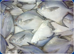 Silver Pomfret