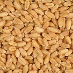 Sumal Wheat