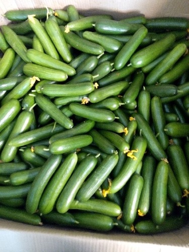 English Cucumbers