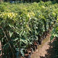 Mango Plants