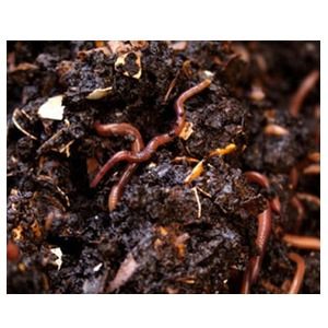 Vermicompost