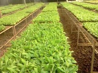 Banana Tissue Culture Plant