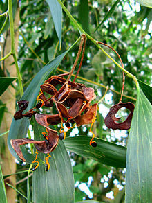 Natural Acacia Auriculaeformis