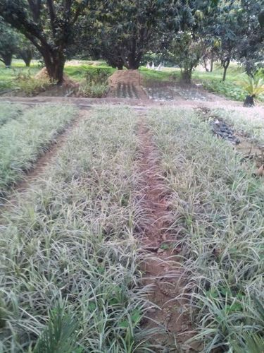 English Rabbin Grass Hanging Plants