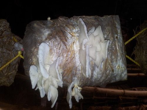 High Grade Oyster Mushrooms