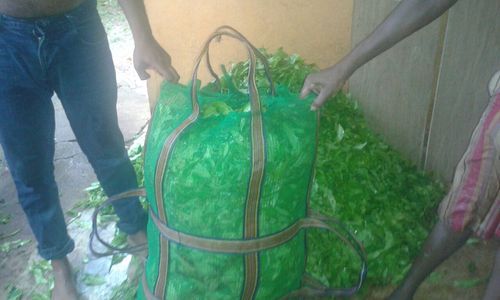 Tea Plucking Bags