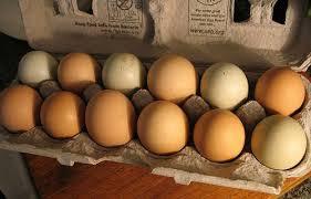 Fresh Chicken Eggs