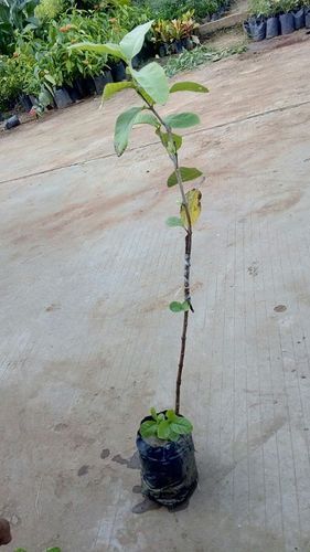 Guava I 49 Plant