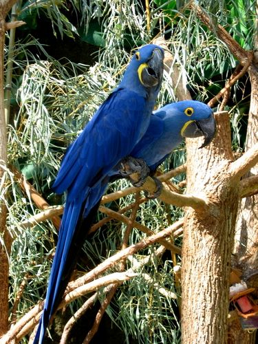 Hyacinth Macaws