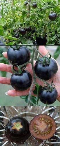 Black Tomato Plant