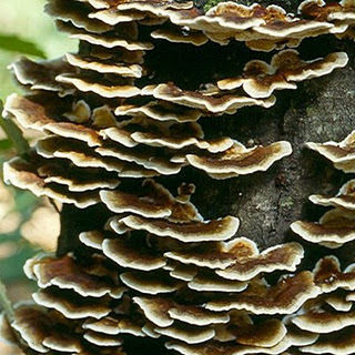 Dried Coriolous Vericolor Mushroom