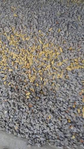 Turmeric Mother Seeds