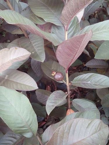 Black Guava Plants