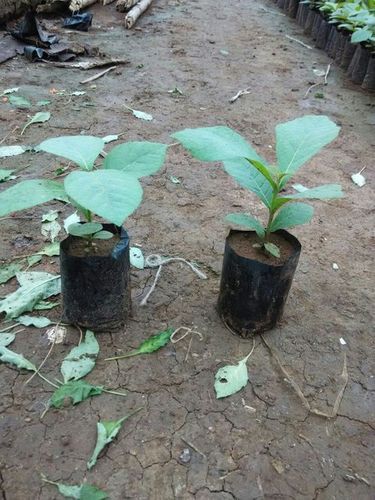 Teak Burma Plants