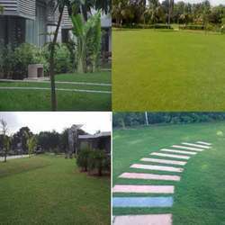 Landscape Designing Service