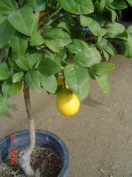 Balaji Gold Lemon Plant