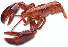 Lobster - Premium Quality Selection | Expertly Cleaned, Trusted Supplier, Freshly Acquired