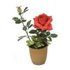 Rose Flower Plant - Premium Quality, Expertly Cultivated Under Horticulturist Supervision