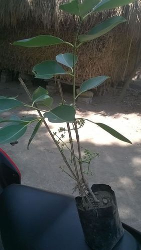 Thai Jamun Plant