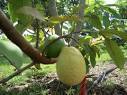 Thailand Guava Plant