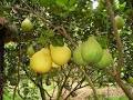 Guava Plant (1 kg)