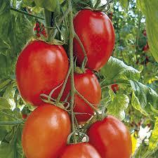 F1 Hybrid Tomato Seeds
