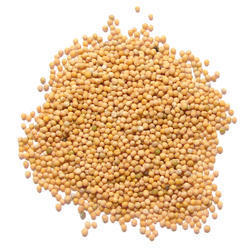 Yellow Mustard Seeds