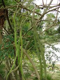 White Crude Moringa Oil