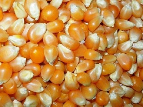 Maize