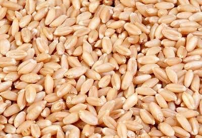 Wheat Grain