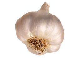 Fresh Garlic