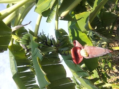 Banana Leaves